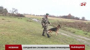 Кінологи-прикордонники вчать собак розміновувати поля та шукати вибухівку на людині