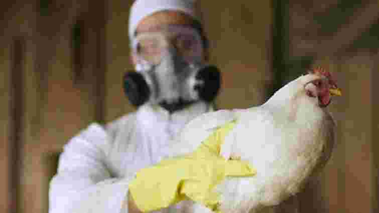 У Франції зафіксували спалах пташиного грипу