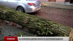 Зламане дерево у Львові, яке травмувало дитину, вчасно не дозволили зрізати мешканці
