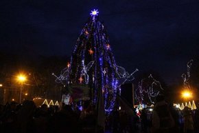 14 грудня до Львова привезуть головну ялинку міста