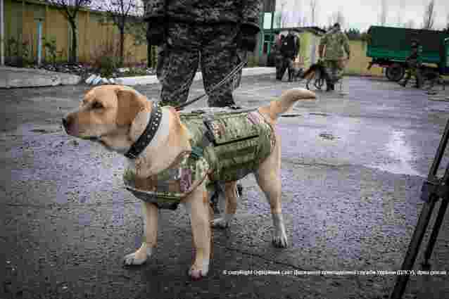 Луганські прикордонники одягнули службових собак у бронежилети