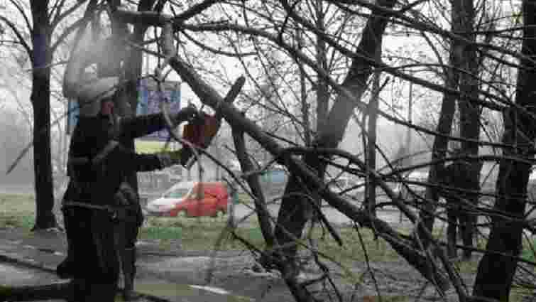 У Львові зламана гілка дерева травмувала жінку