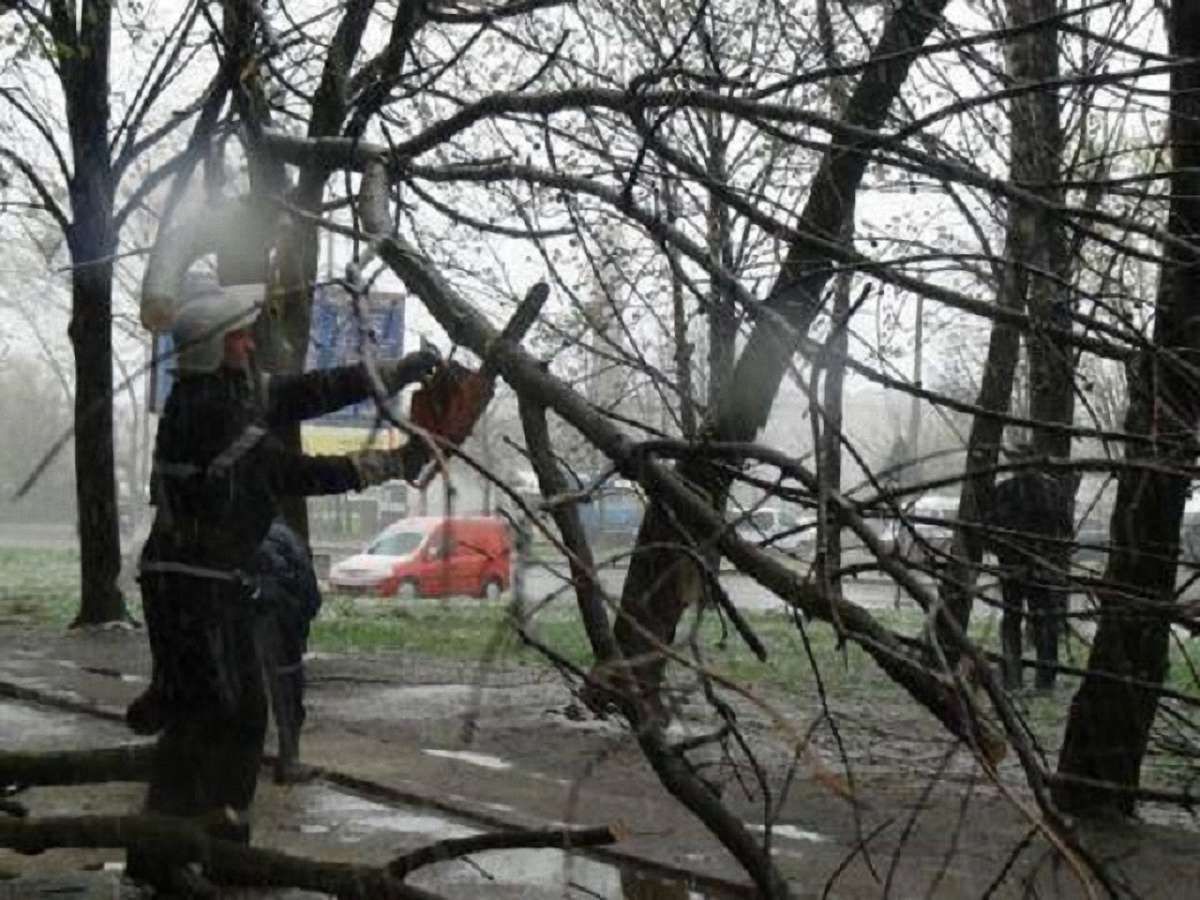 У Львові зламана гілка дерева травмувала жінку