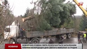 Головну ялинку Львова привезли з Карпат в супроводі поліції