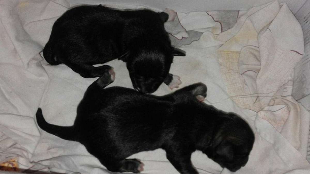 Львівські поліцейські врятували цуценят, яких викинули на смітник