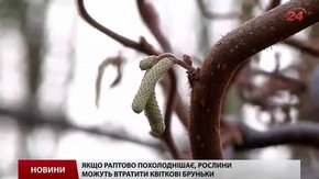 Через теплу погоду у Львові почали квітнути дерева