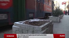 У центрі Львова крадуть висаджені ялинки