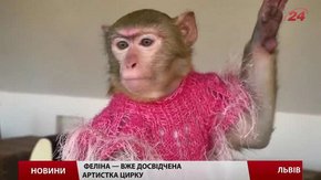 Що принесе рік Вогняної Мавпи