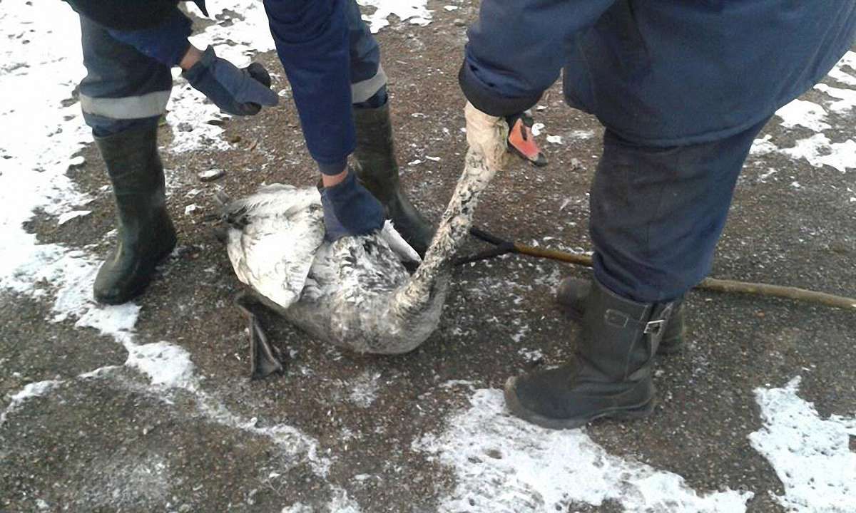 У Львові лебедя рятували патрульні і надзвичайники