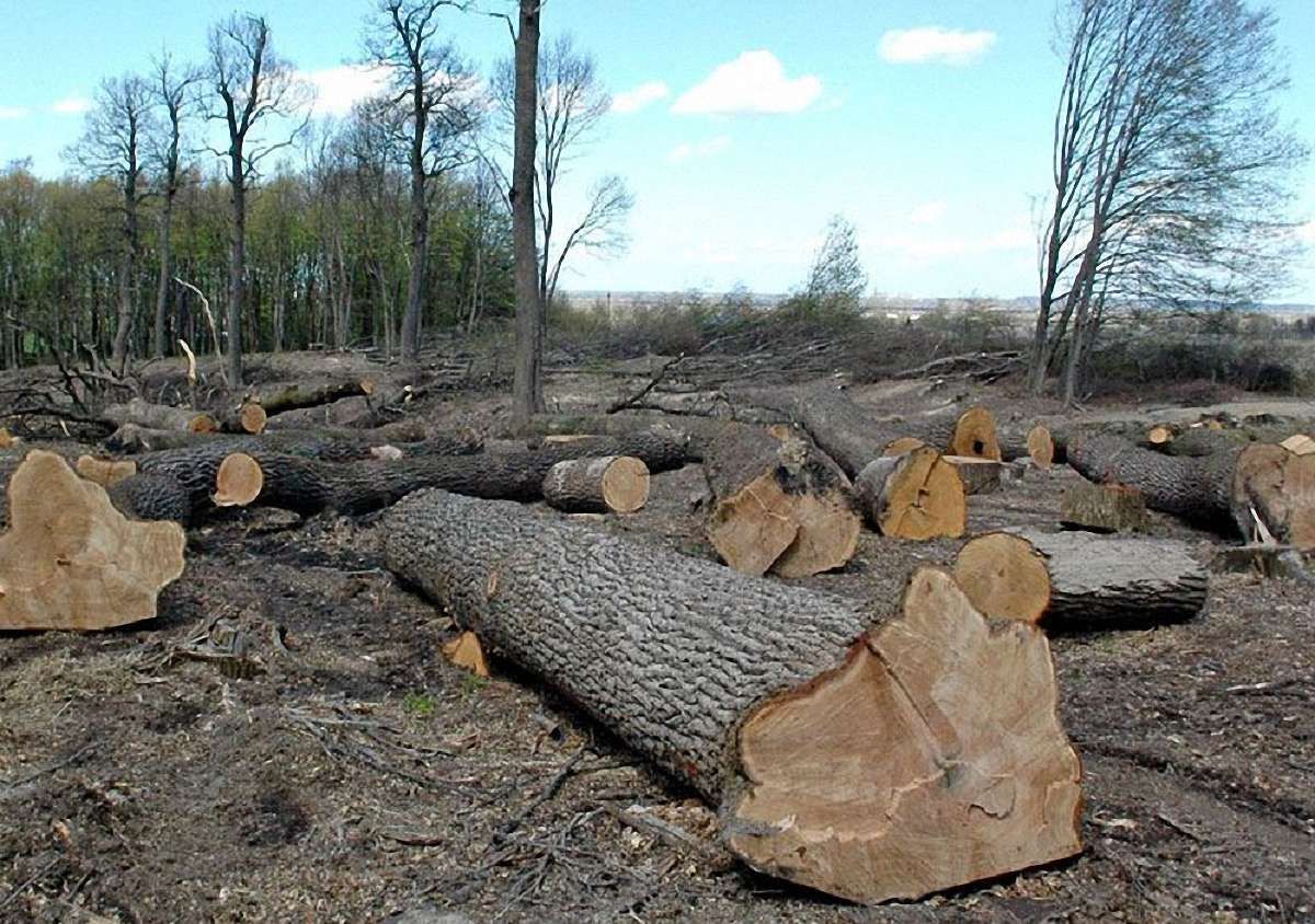 Вирубку лісів на Львівщині контролюватиме громадськість через інтернет