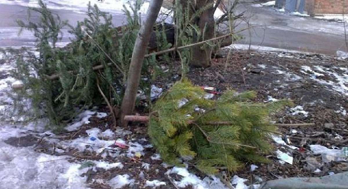 У Львові різдвяні ялинки збиратимуть для утилізації