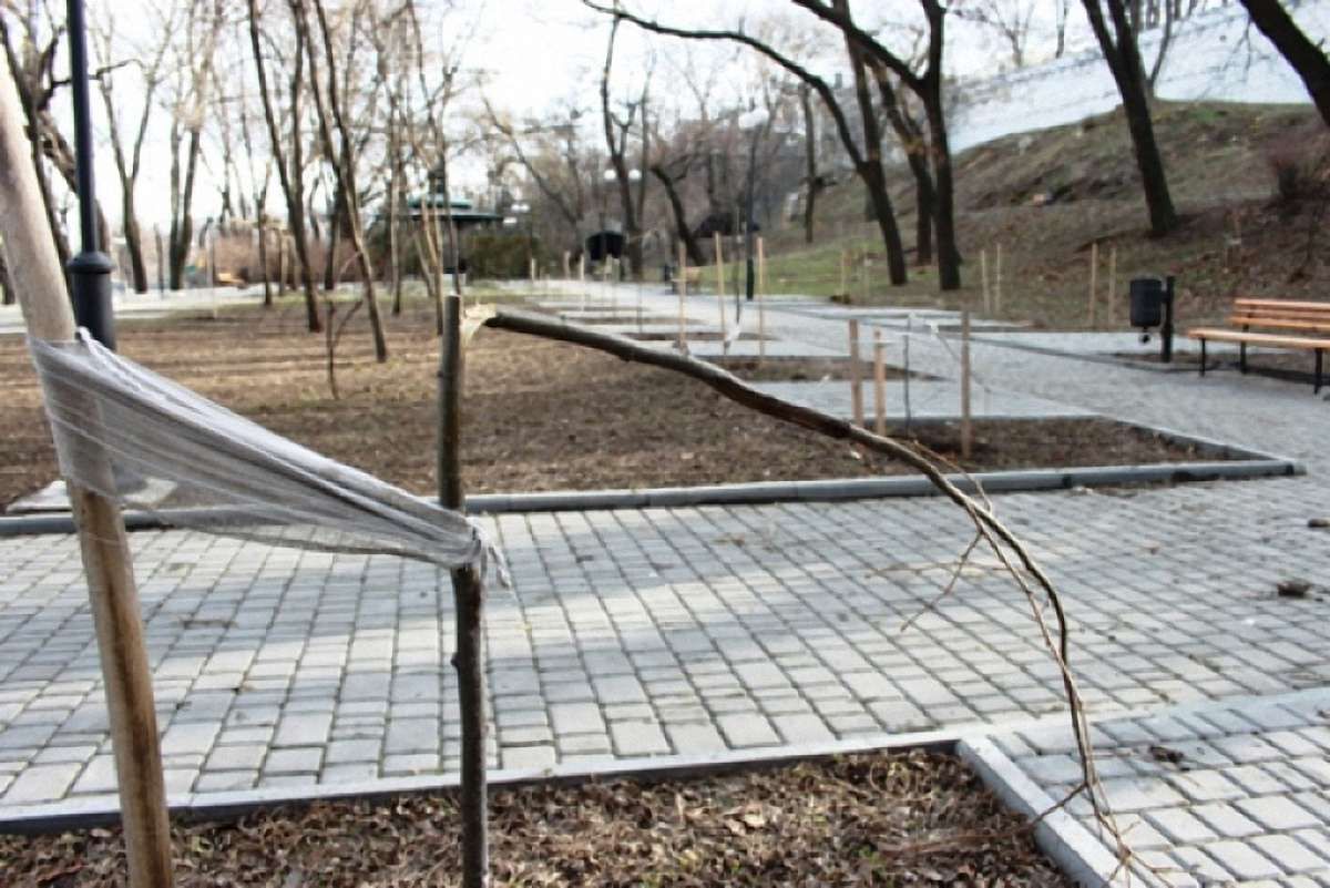 В Одесі зловмисники зламали дерева, висаджені на алеї пам’яті Небесної сотні