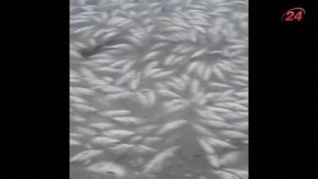 На водосховищі поблизу Перемишлян масово загинула риба
