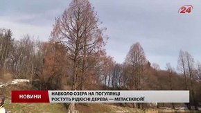 У Львові складають перелік дерев, які хочуть визнати пам’ятками природи