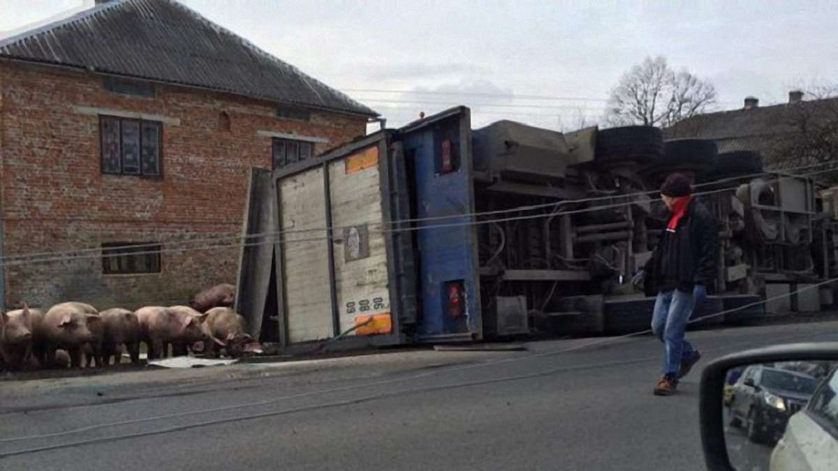 На Львівщині перекинулася вантажівка, яка перевозила 200 свиней