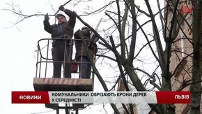 У середмісті Львова комунальники обрізають дерева