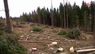 У Карпатах селяни вимагають на кілька років повністю припинити вирубку лісу
