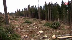 У Карпатах селяни вимагають на кілька років повністю припинити вирубку лісу