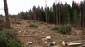 У Карпатах селяни вимагають на кілька років повністю припинити вирубку лісу