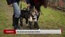 У Львові собака, якій люди відрубали лапи, вчиться ходити на протезах