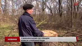 На Золочівщині перевіряють законність вирубки лісу