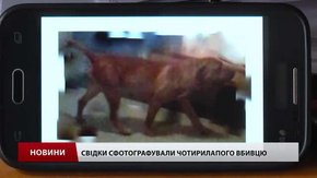 У Львові розшукують собаку, який на очах у дитини загриз її улюбленця і забіг до школи