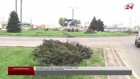 П’яний водій у Львові зламав висаджені на газоні туї