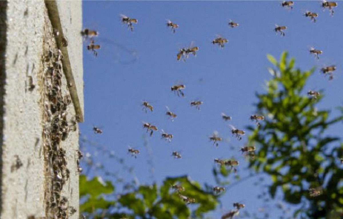 На Львівщині пожежники водою рятували чоловіка від бджіл