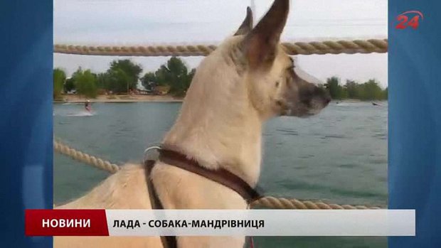 Львівська собака-альпіністка підкорила двадцять вершин