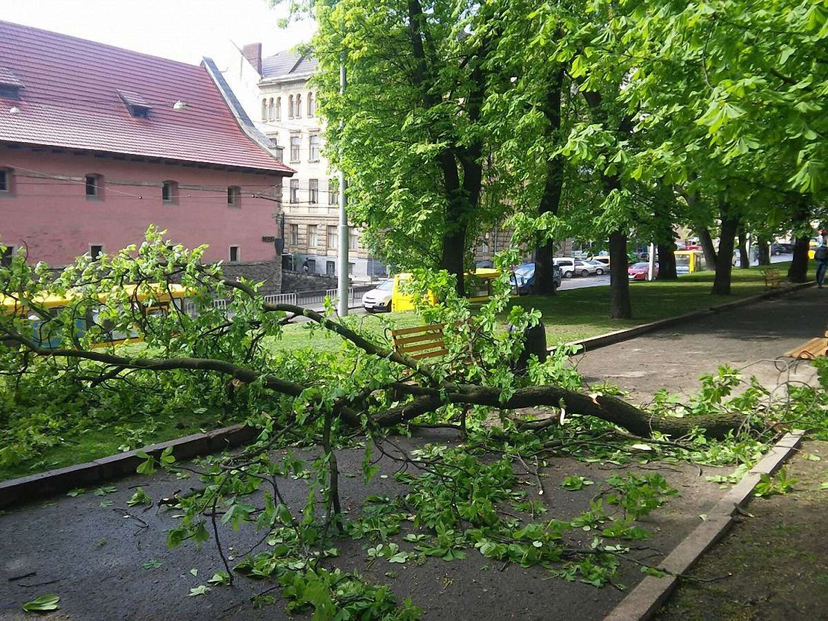 У львівському сквері зламана гілка травмувала двох 11-річних дівчат