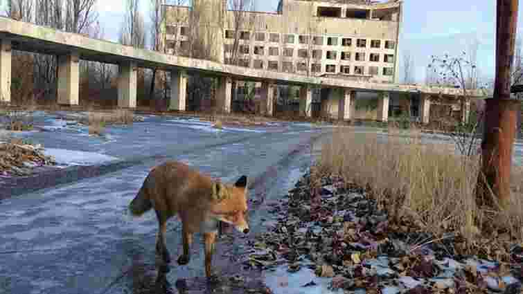 Порошенко підписав указ про створення заповідника у Чорнобильській зоні