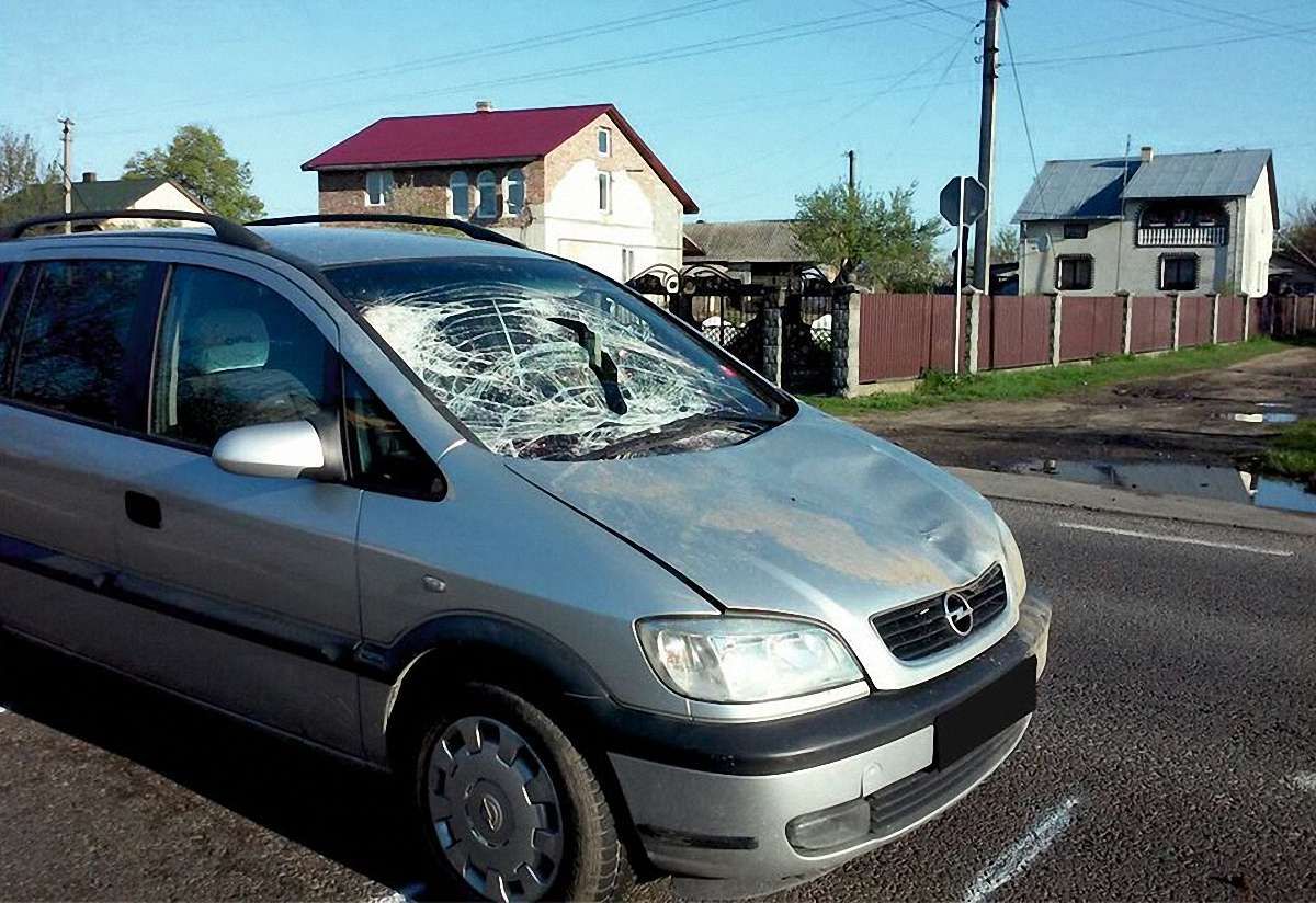 Двоє коней спричинили ДТП на трасі Львів-Краковець