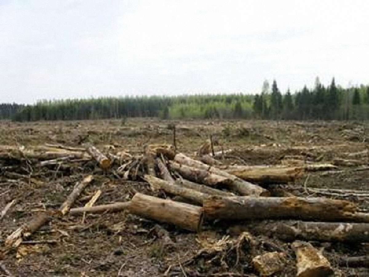 У Чопі СБУ затримала прикордонників на контрабанді лісу
