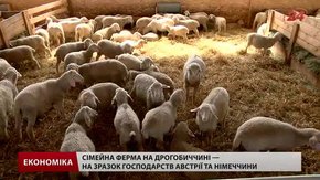 Сімейна ферма на Львівщині працює за європейською моделлю