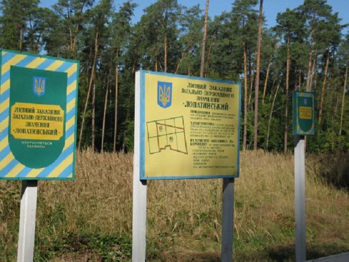 У заказнику на Львівщині вирубали сторічні сосни на суму ₴22 млн