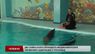 Дельфіни, яких начебто вкрали у Вінницькій області, знайшлися в Трускавці