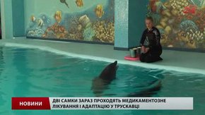 Дельфіни, яких начебто вкрали у Вінницькій області, знайшлися в Трускавці