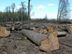 Кабмін ввів тимчасову заборону на санітарну вирубку лісу