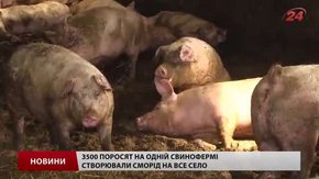 Після тиску селян на свинофермі у Черниляві залишилося 6 свиней