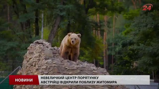 На Львівщині почали будувати притулок для ведмедів