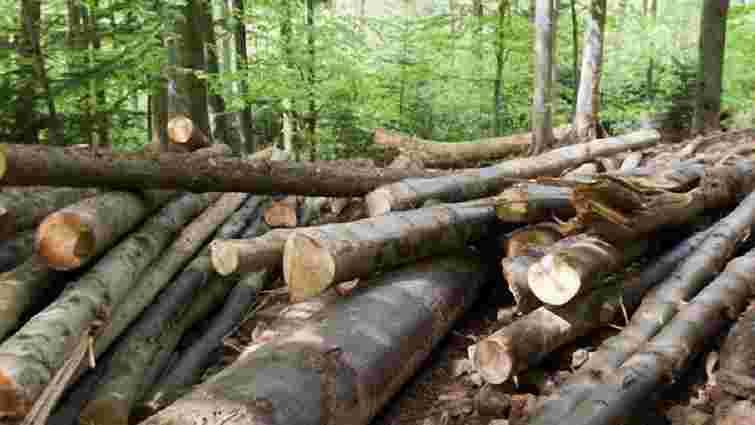 На Івано-Франківщині перешкодили незаконному експорту деревини на ₴9 млн