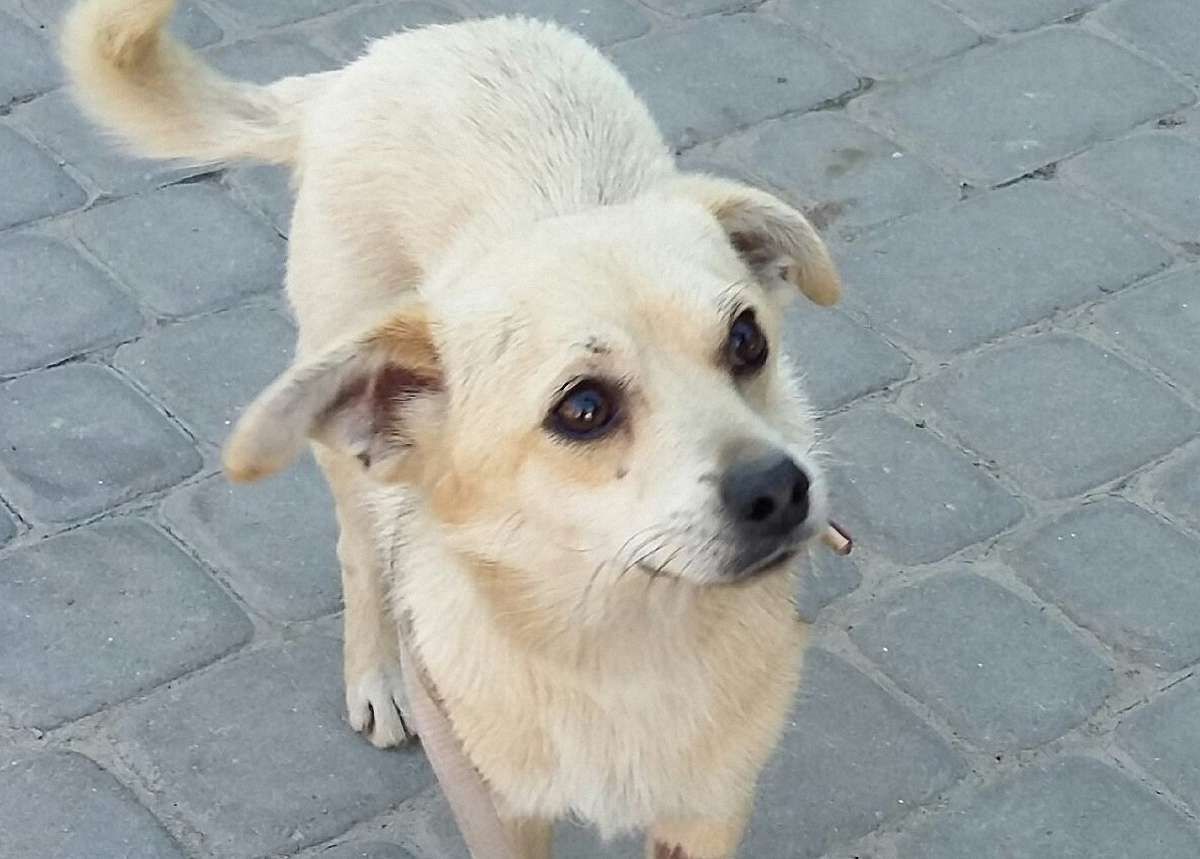Лаккі на удачу