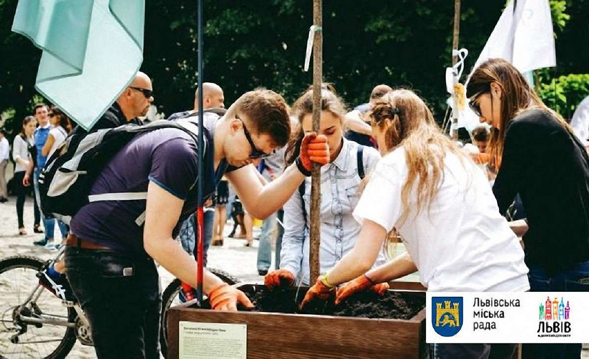На площі Музейній у Львові висадили райські яблуні та катальпи