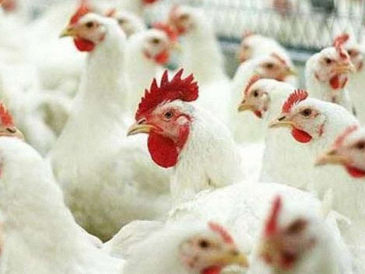 Аграрії попередили,  які харчі  подорожчають восени   