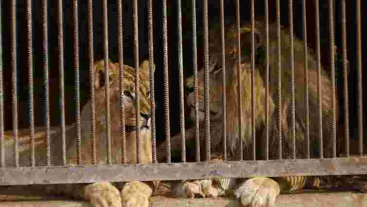 У приватному зоопарку на Львівщині лев погриз руку п'яному чоловіку 