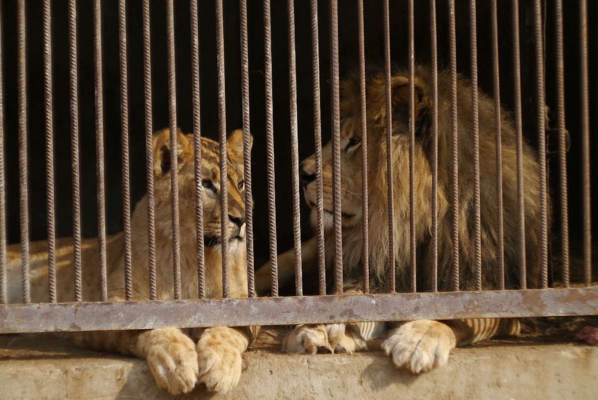 У приватному зоопарку на Львівщині лев погриз руку п'яному чоловіку 