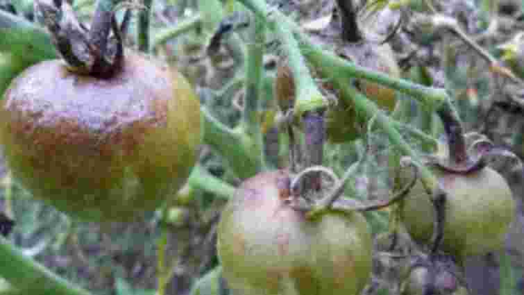 Дощі знищили значну частину херсонських помідорів, баклажанів й картоплі