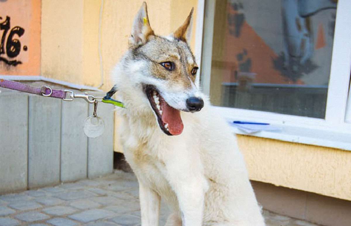 Усміхнений Лайкін шукає новий дім