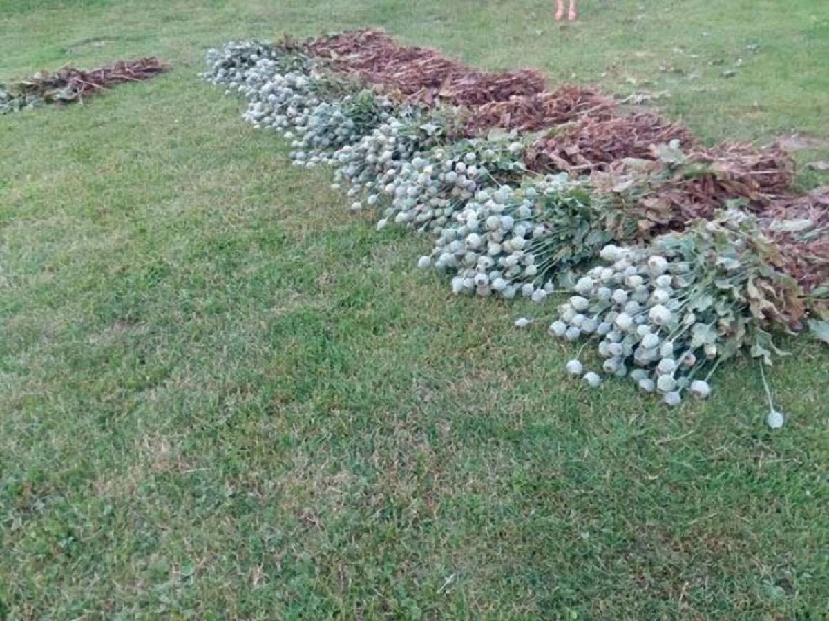 На Львівщині поліція виявила масові посіви маку у трьох районах