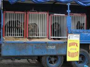 У Львові заборонили пересувні цирки